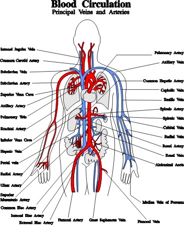 Blood Vessels Arteries Capillaries Veins Vena Cava Central Veins Lhsc