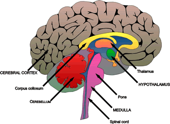 Brain