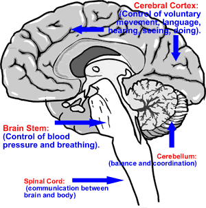 Brain