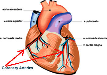 Coronary Arteries