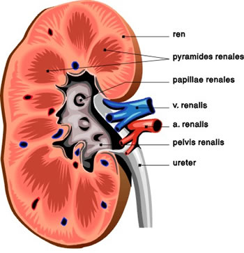 Kidney