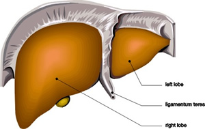 Liver