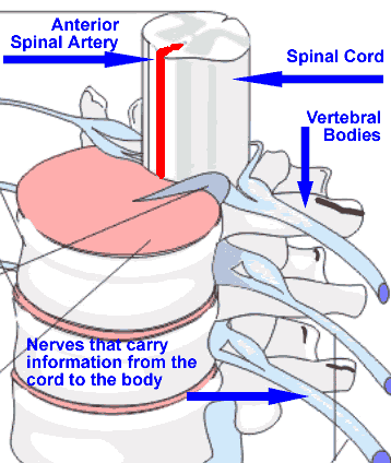 Spinal Cord
