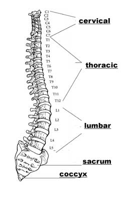 Spine