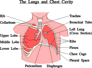 Thorax