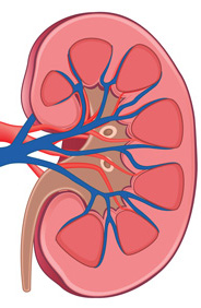 kidney