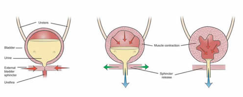 Bladder