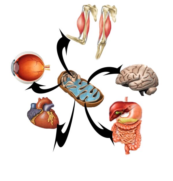Organ Systems