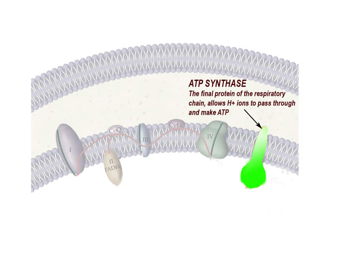 Respiratory chain