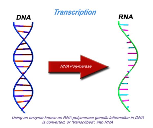 The "Central Dogma of Biology" | LHSC