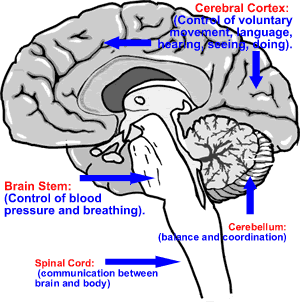 Diagram of Brain