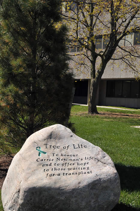 engraved rock, Tree of Life