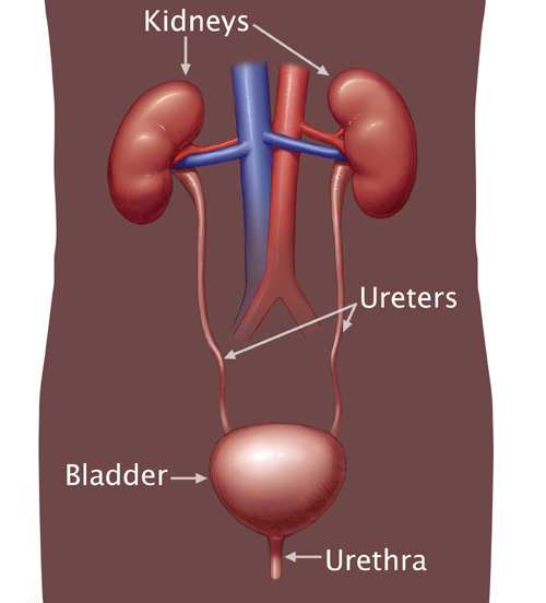 Diagram of human kidneys in abdomen