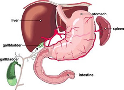 Diagram of a human liver