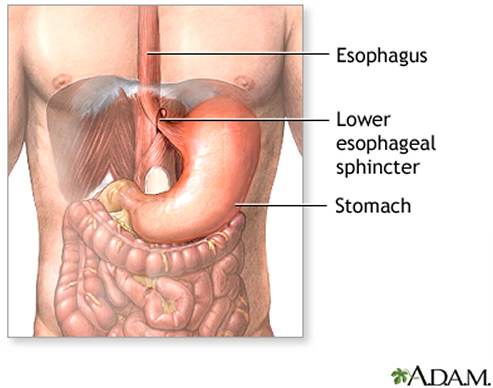 Esophageal Sphincter