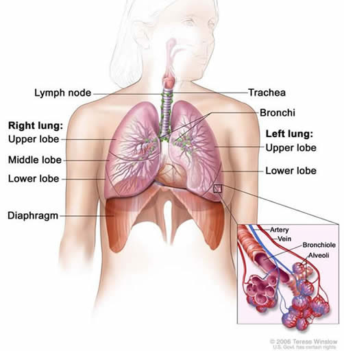Lungs