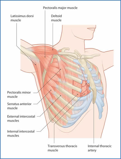 chest wall