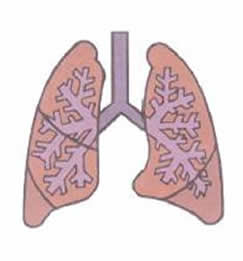 Lungs