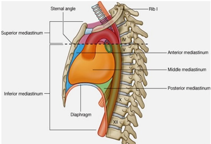 mediastinum