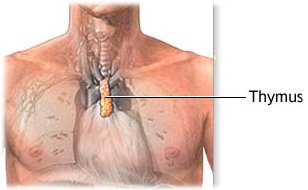 thymus