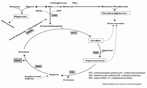 Diagram of Arginine becoming essential in infants with an ASL (arginosuccinate lysase) deficiency.