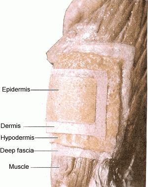 diagram of skin