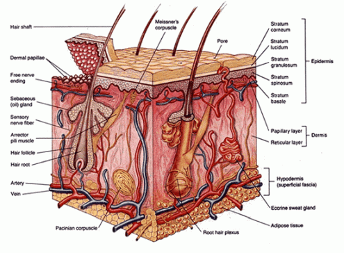 structure of the skin diagram