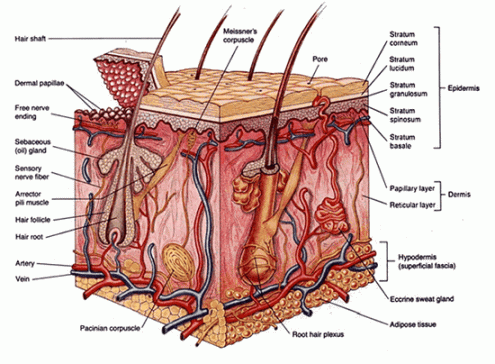 Introduction to Wound Healing | LHSC