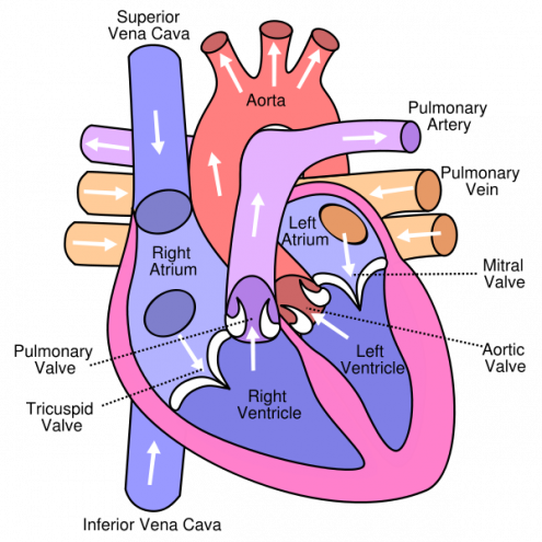 Diagram of Heart