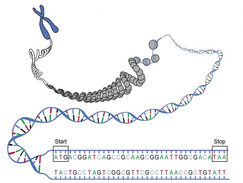 DNA Strand