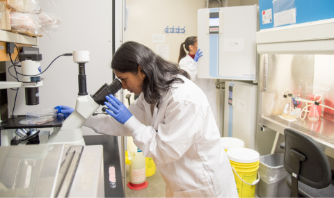 PhD candidates, Urvi Patel (front) and Anayra Goncalves (back), working in a laboratory located at LHSC’s Victoria Hospital and Children’s Hospital.