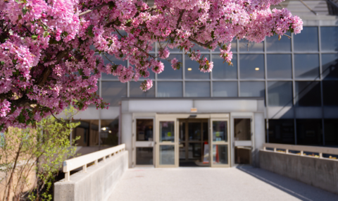 Pink flowering tree branches frame the entrance to a hospital building on a sunny day.