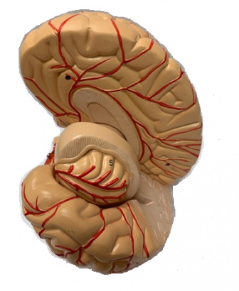 model of human brain