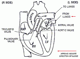 Your Heart & How it Works | LHSC