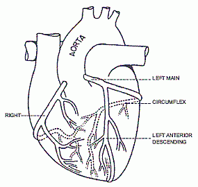 Heart Vessels