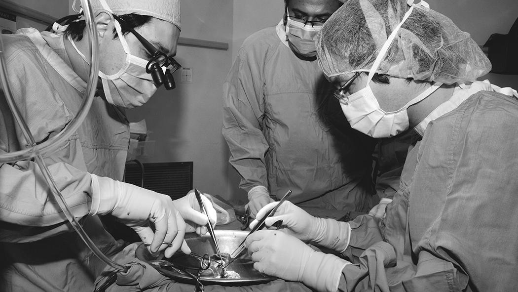 Image of three health care professionals preparing an organ for transplantation