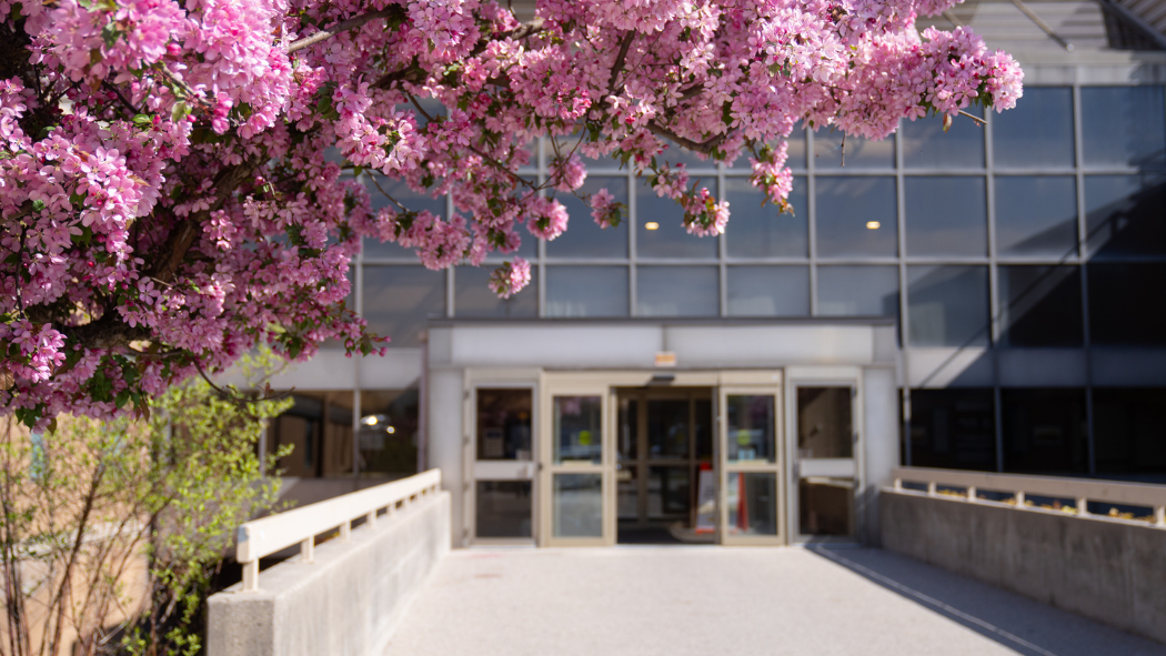 Pink flowering tree branches frame the entrance to a hospital building on a sunny day.